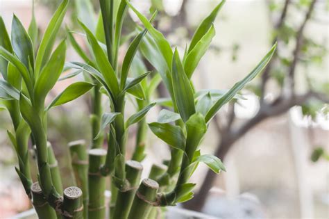 風水植物|風水植物｜不只富貴竹！7款招財/招桃花植物推介+不 